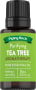 Löwenmähne-Pilz (Beere), 1/2 fl oz (15 mL) Tropfflasche